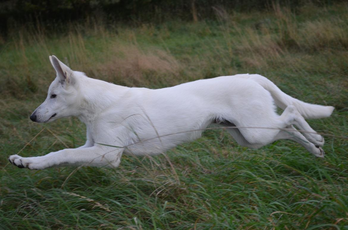 Hvid Schweizisk Hyrdehund Canto *R.I.P. Februar 2013 ;(* - Oktober 2012 billede 10