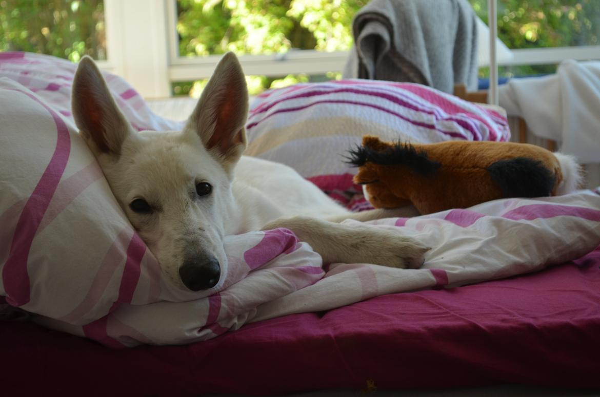 Hvid Schweizisk Hyrdehund Canto *R.I.P. Februar 2013 ;(* - Oktober 2012 billede 9