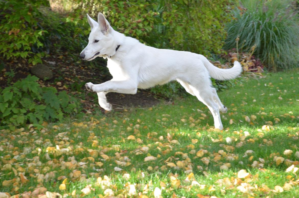 Hvid Schweizisk Hyrdehund Canto *R.I.P. Februar 2013 ;(* - Oktober 2012 billede 15