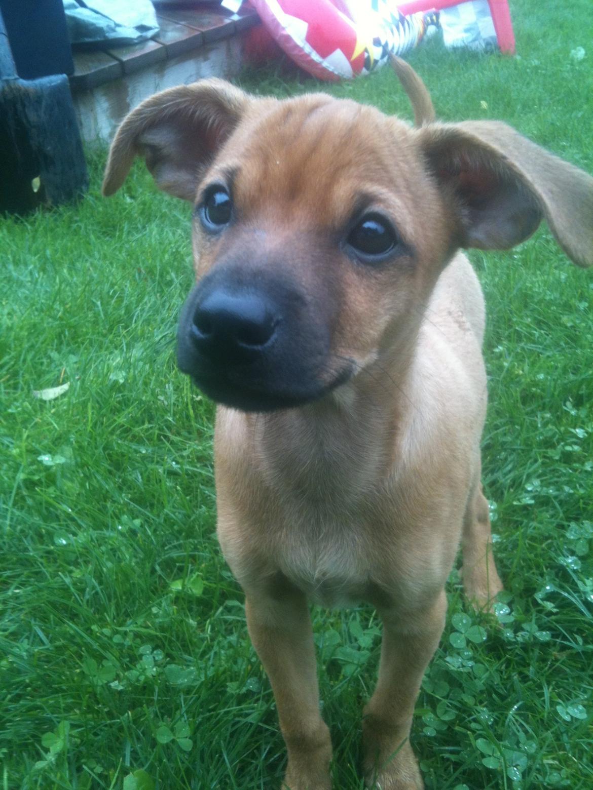 Dvaergpinscher Pico billede 1