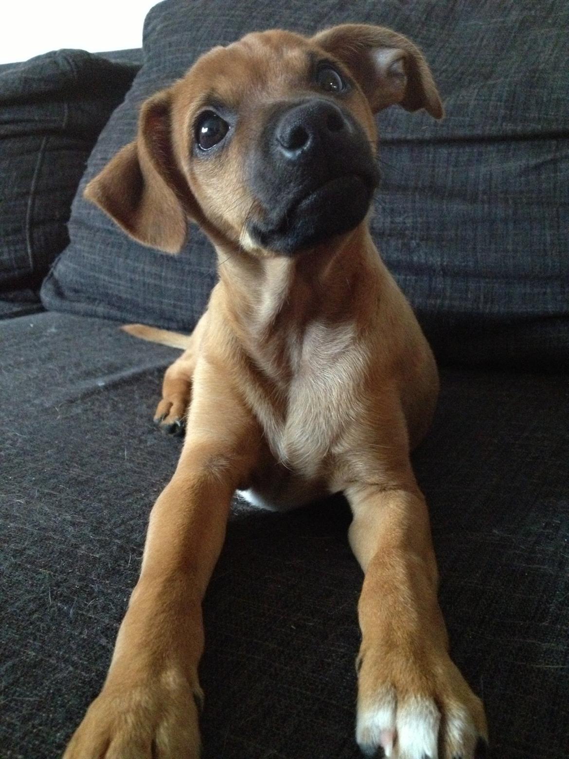 Dvaergpinscher Pico billede 2