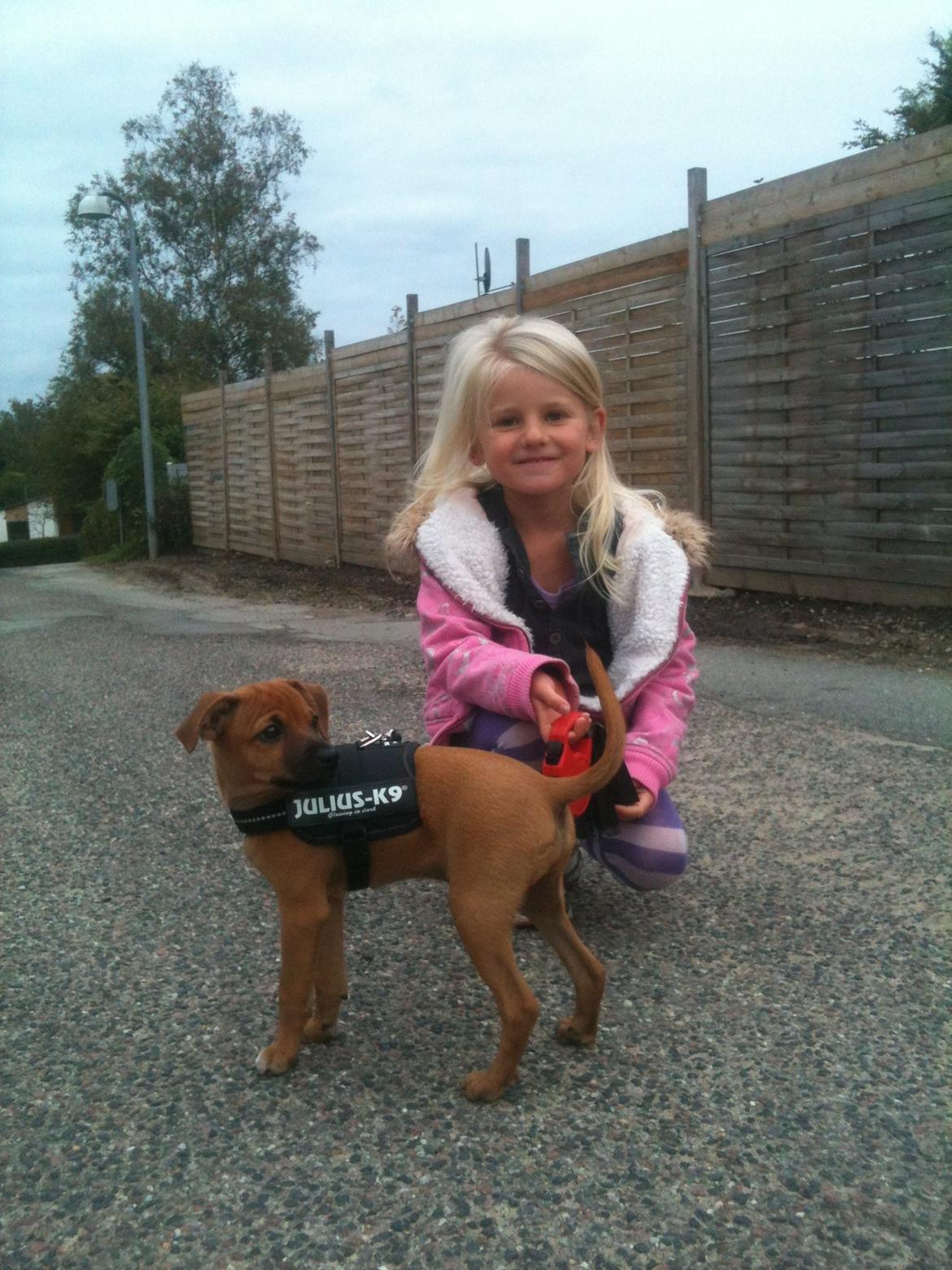 Dvaergpinscher Pico billede 3