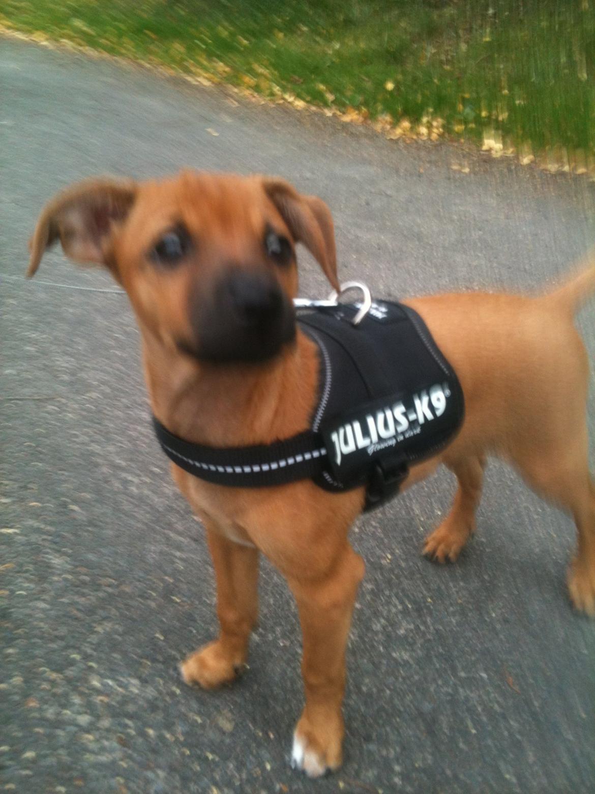 Dvaergpinscher Pico billede 4