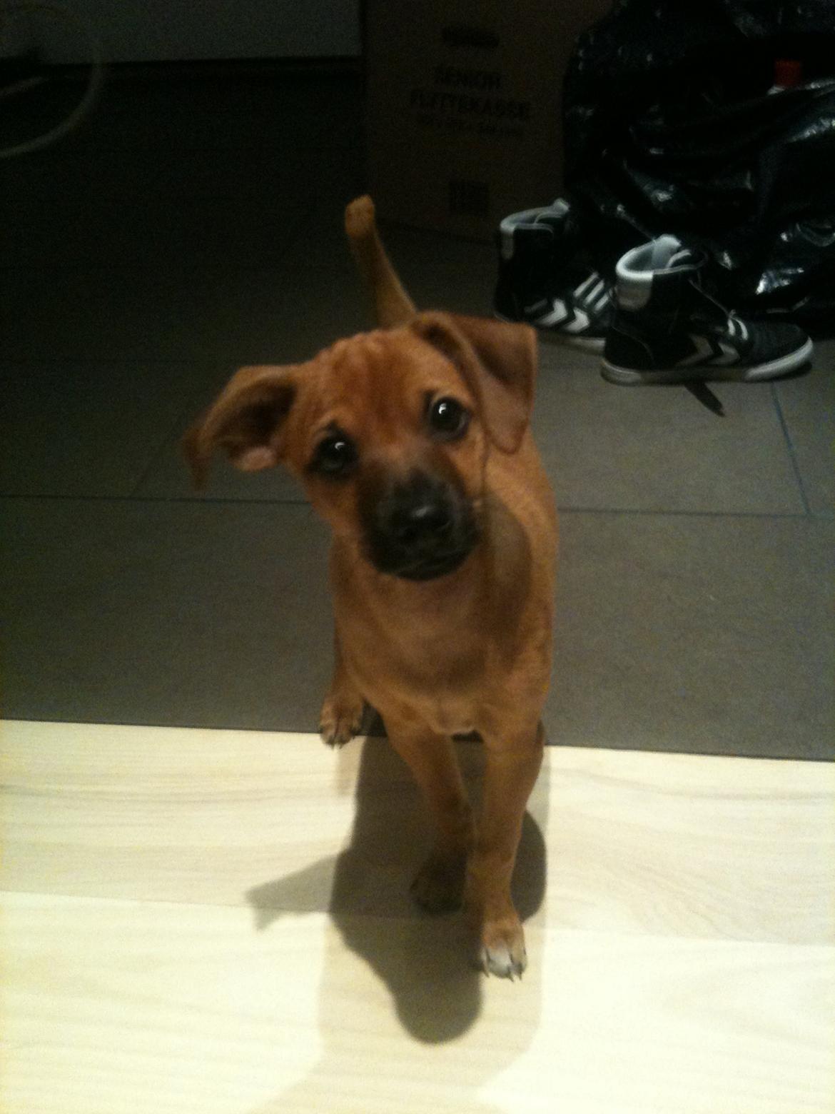 Dvaergpinscher Pico billede 5