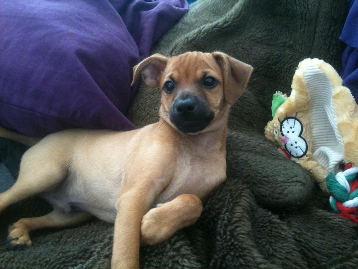 Dvaergpinscher Pico billede 6