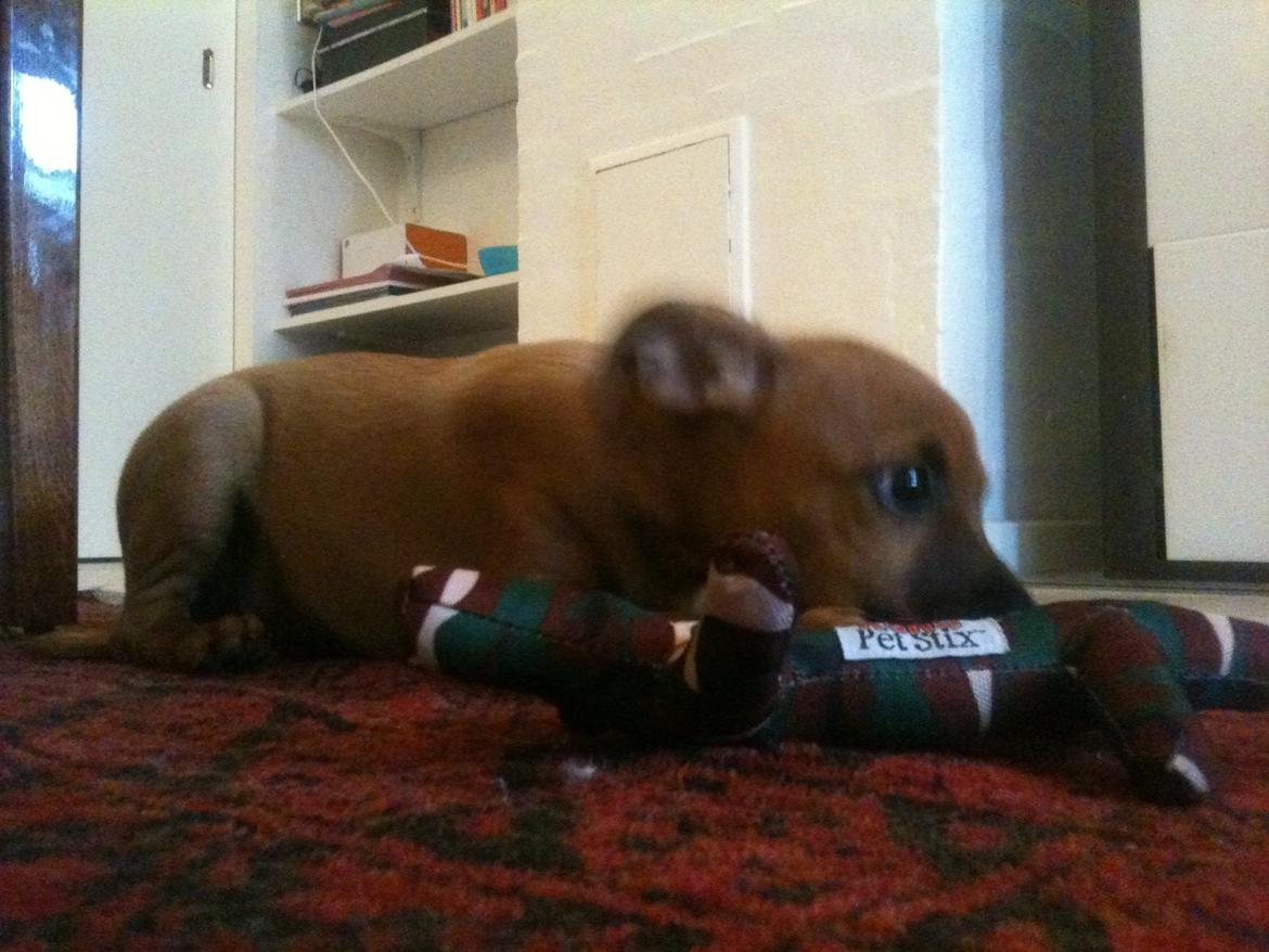 Dvaergpinscher Pico billede 7