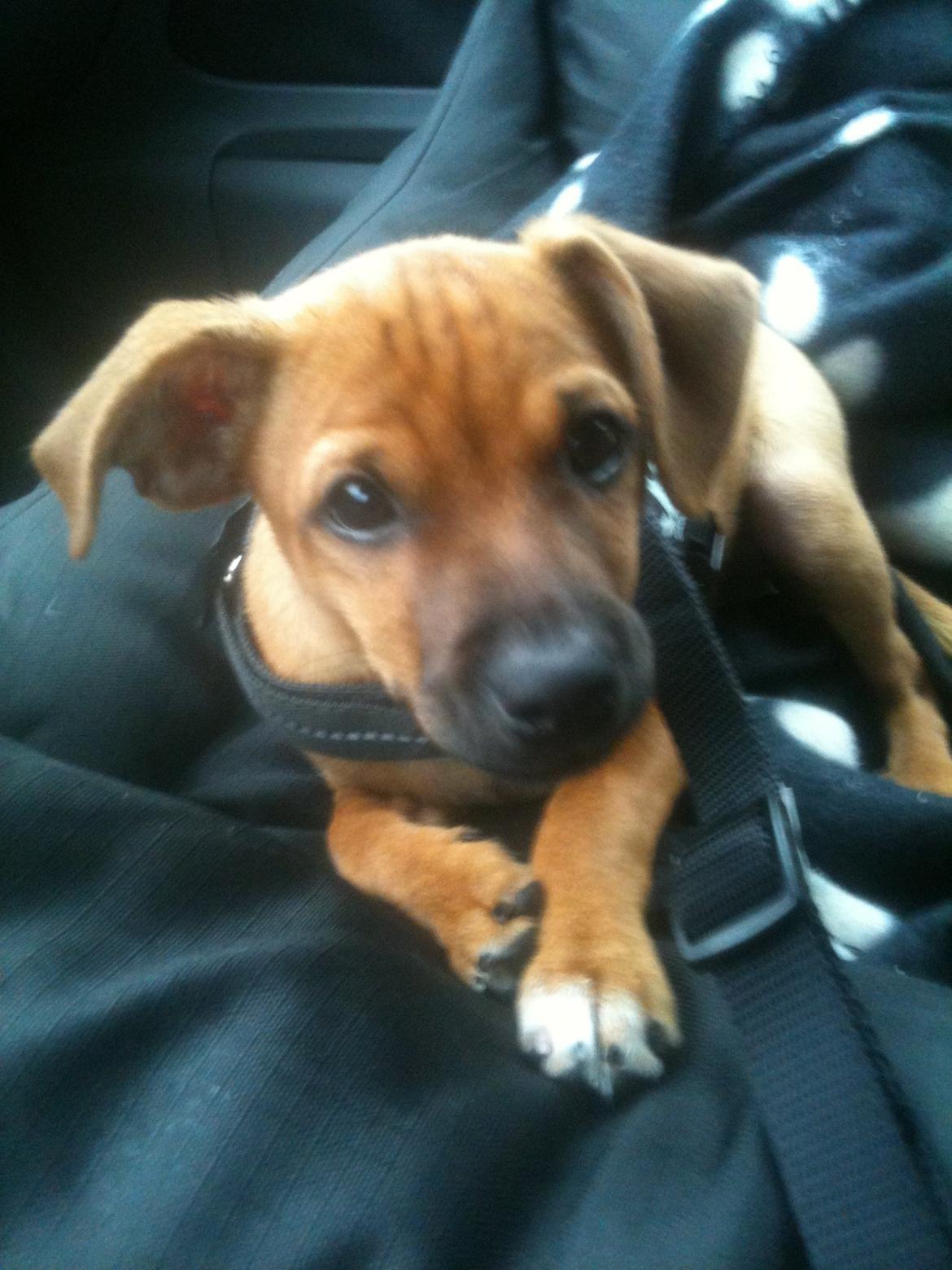 Dvaergpinscher Pico billede 8