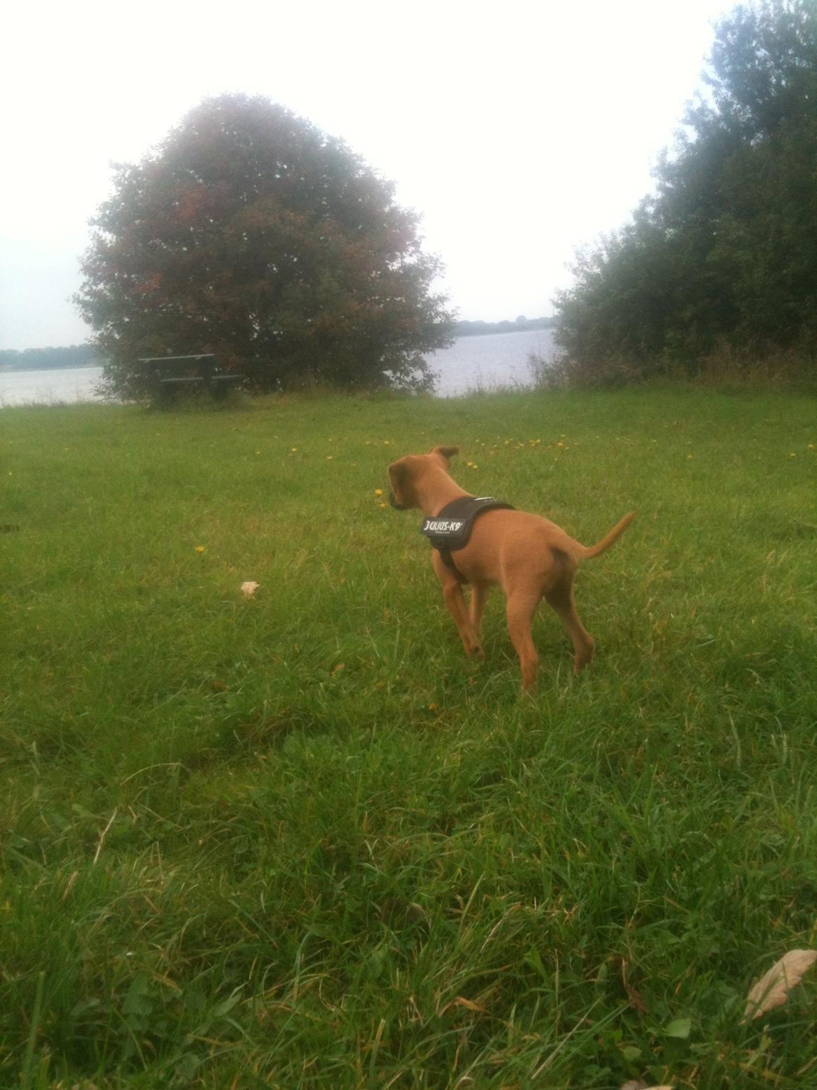 Dvaergpinscher Pico billede 9