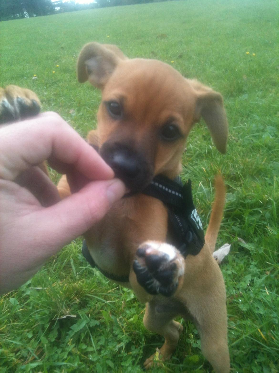 Dvaergpinscher Pico billede 10