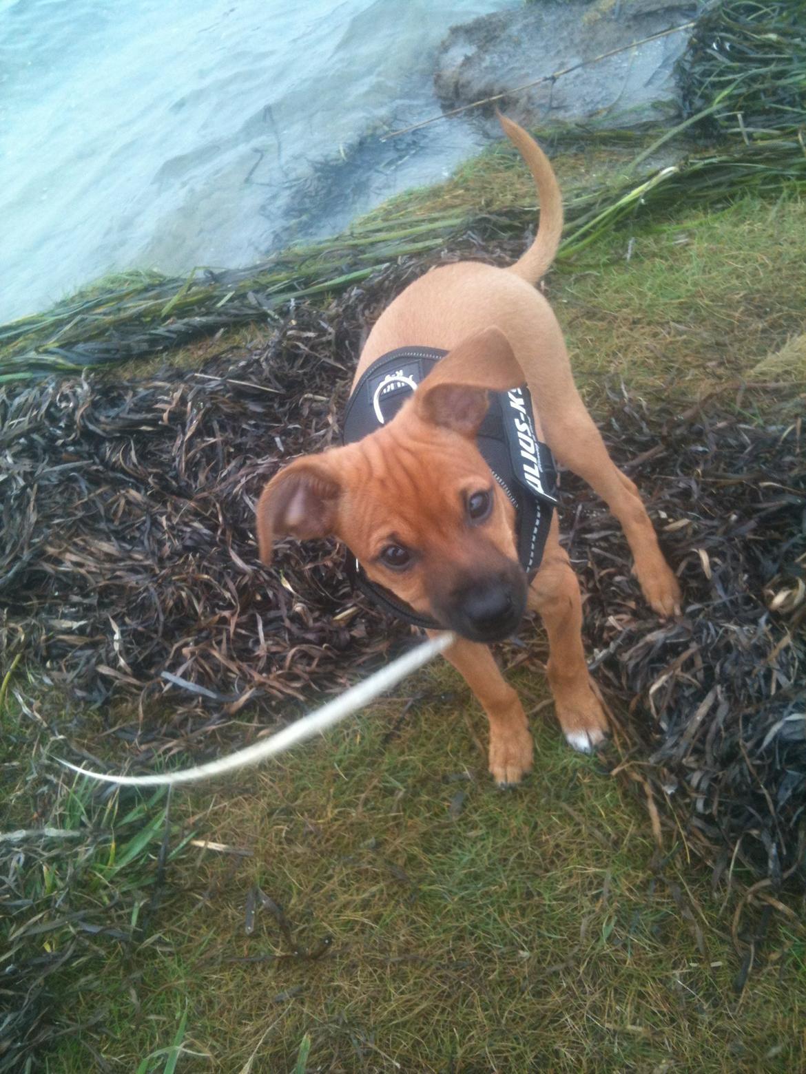 Dvaergpinscher Pico billede 11