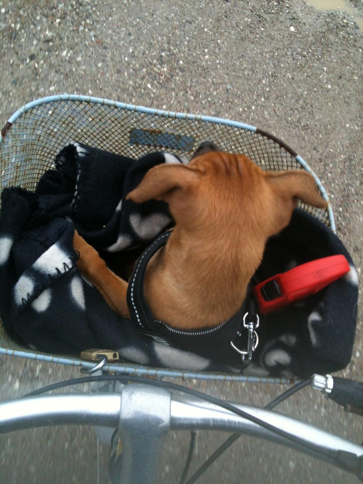 Dvaergpinscher Pico billede 12