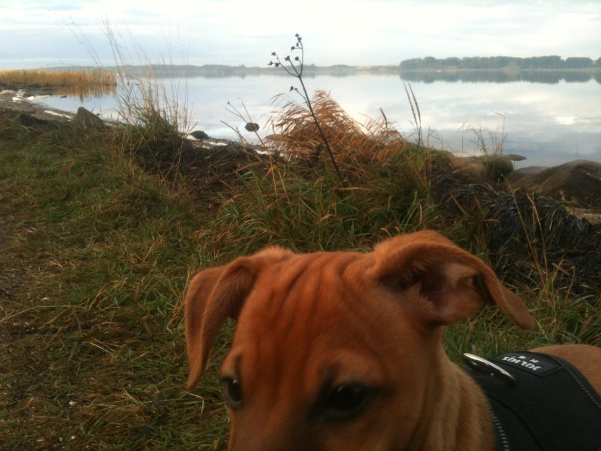 Dvaergpinscher Pico billede 13