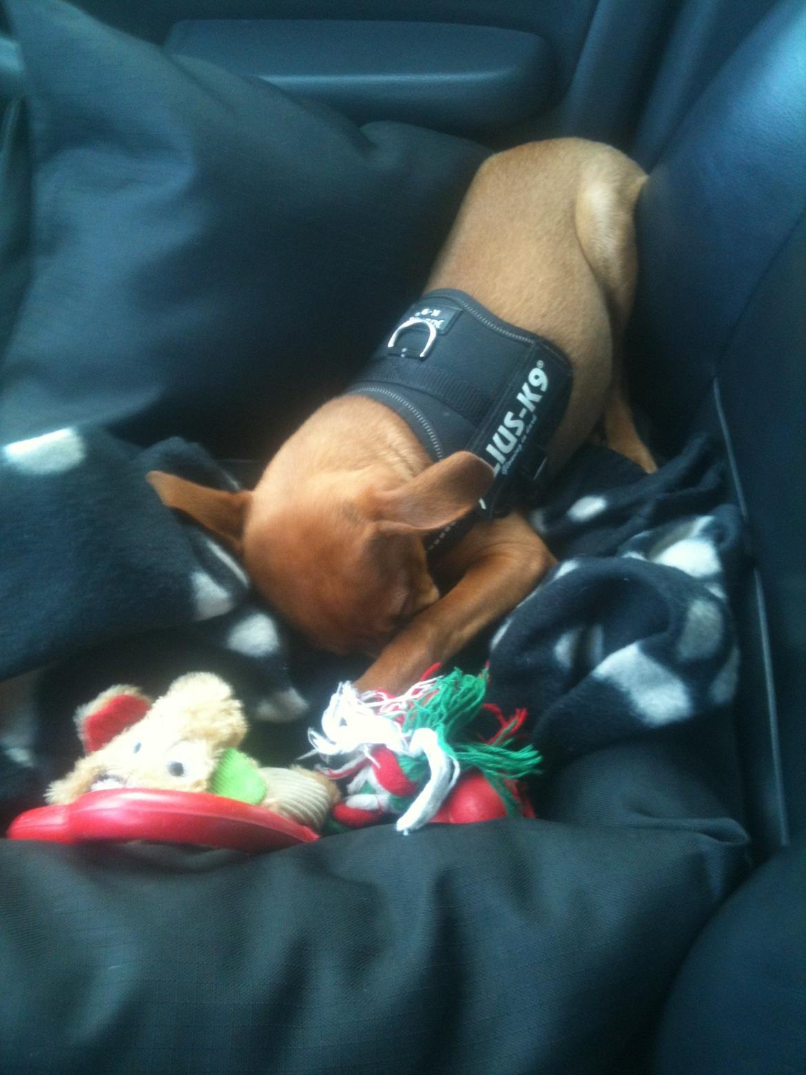 Dvaergpinscher Pico billede 14