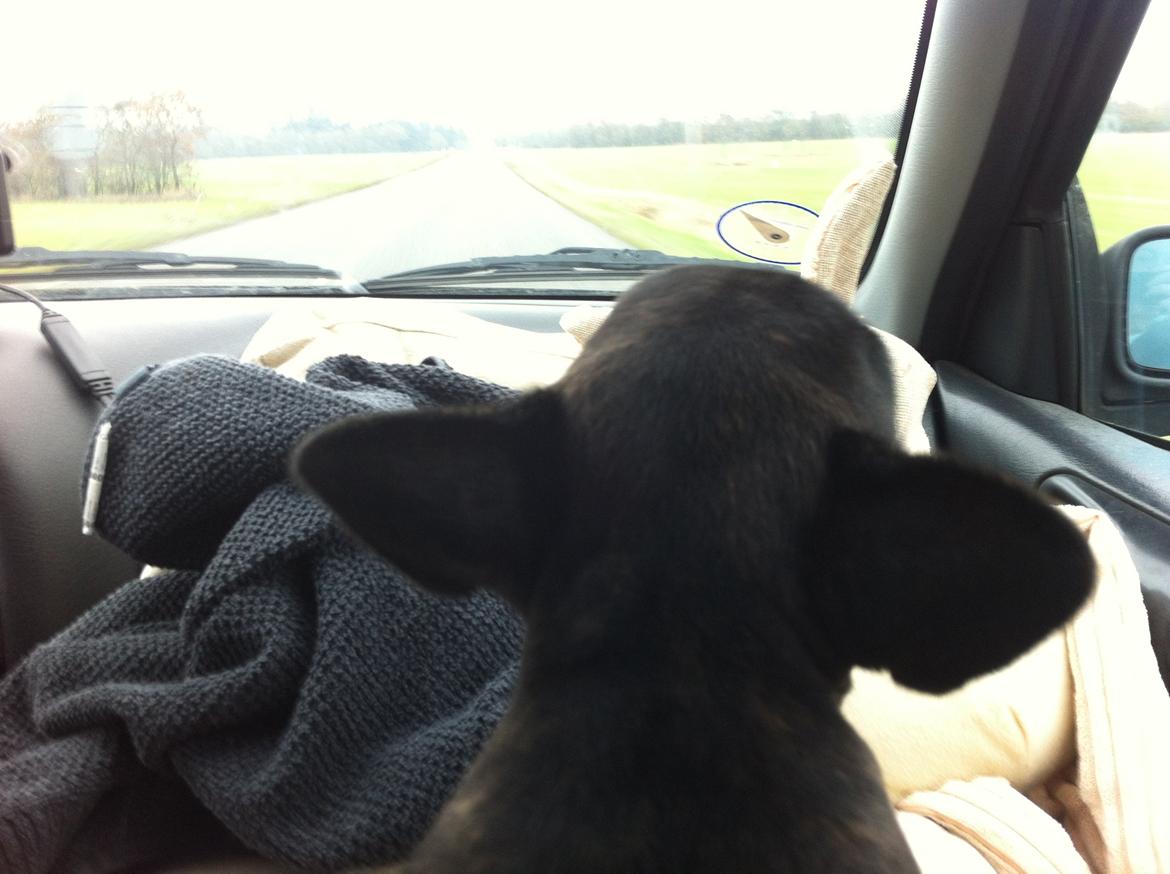 Fransk bulldog Noah - Noah 8 uger. I bilen på vej hjem, følger med i hvad der sker. billede 14