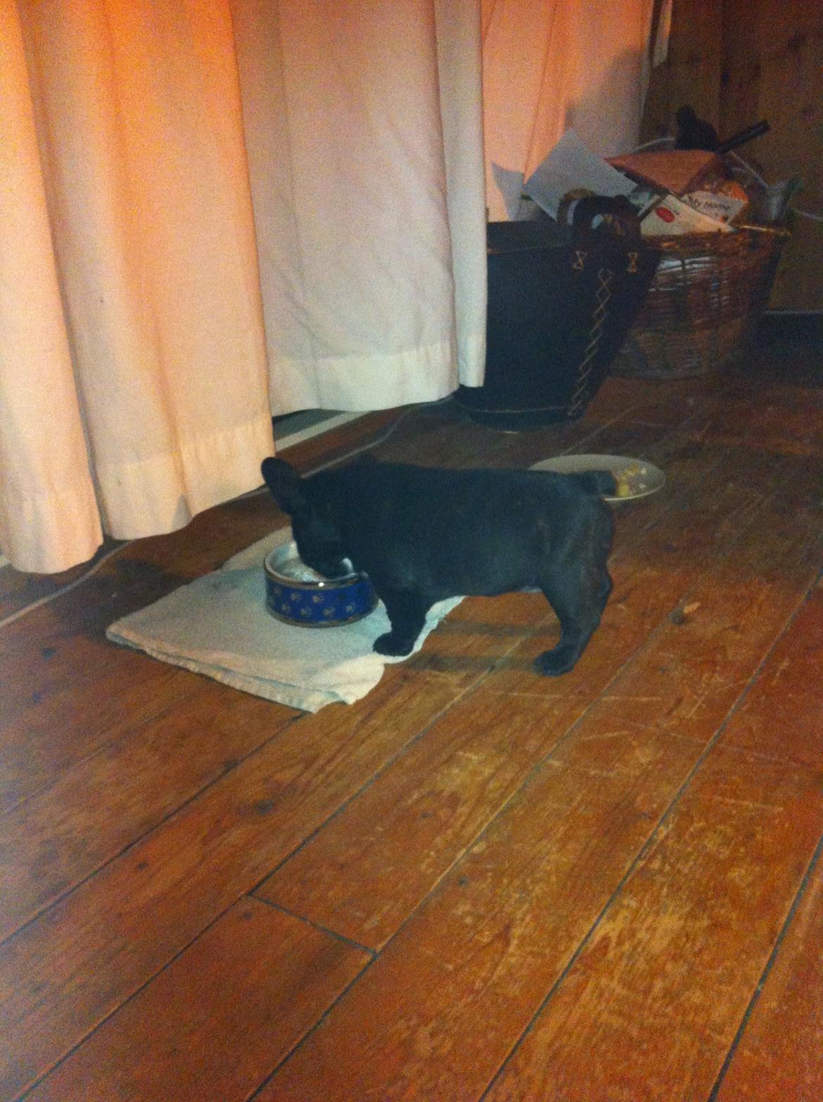 Fransk bulldog Noah - Noah 8 uger. Lige ankommet til sit nye hjem, og var tørstig efter en lang køretur. billede 15