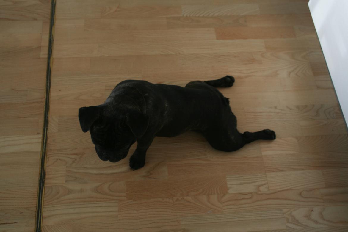 Fransk bulldog Lilly - Slapper af :) billede 1