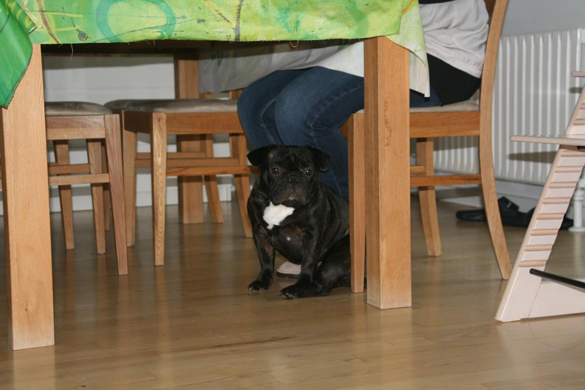 Fransk bulldog Lilly billede 2