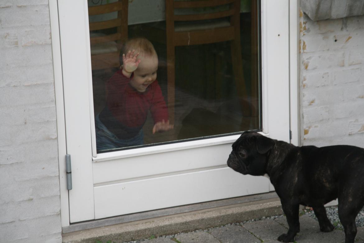 Fransk bulldog Lilly - Milla & Lilly billede 3