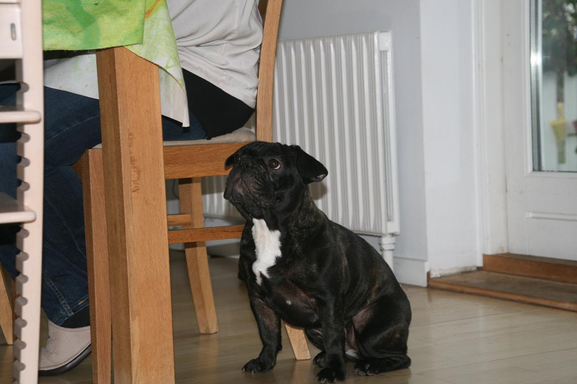 Fransk bulldog Lilly billede 4