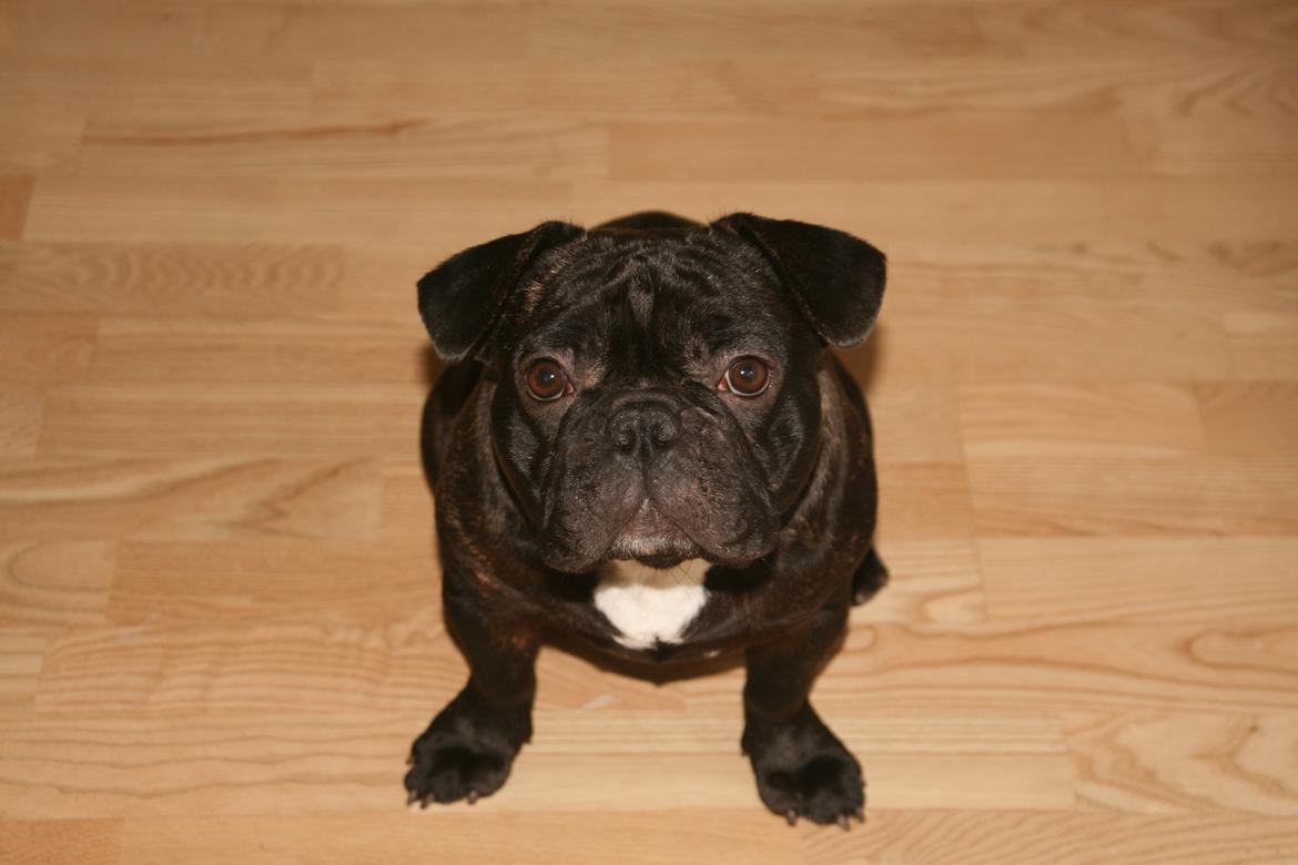 Fransk bulldog Lilly billede 5