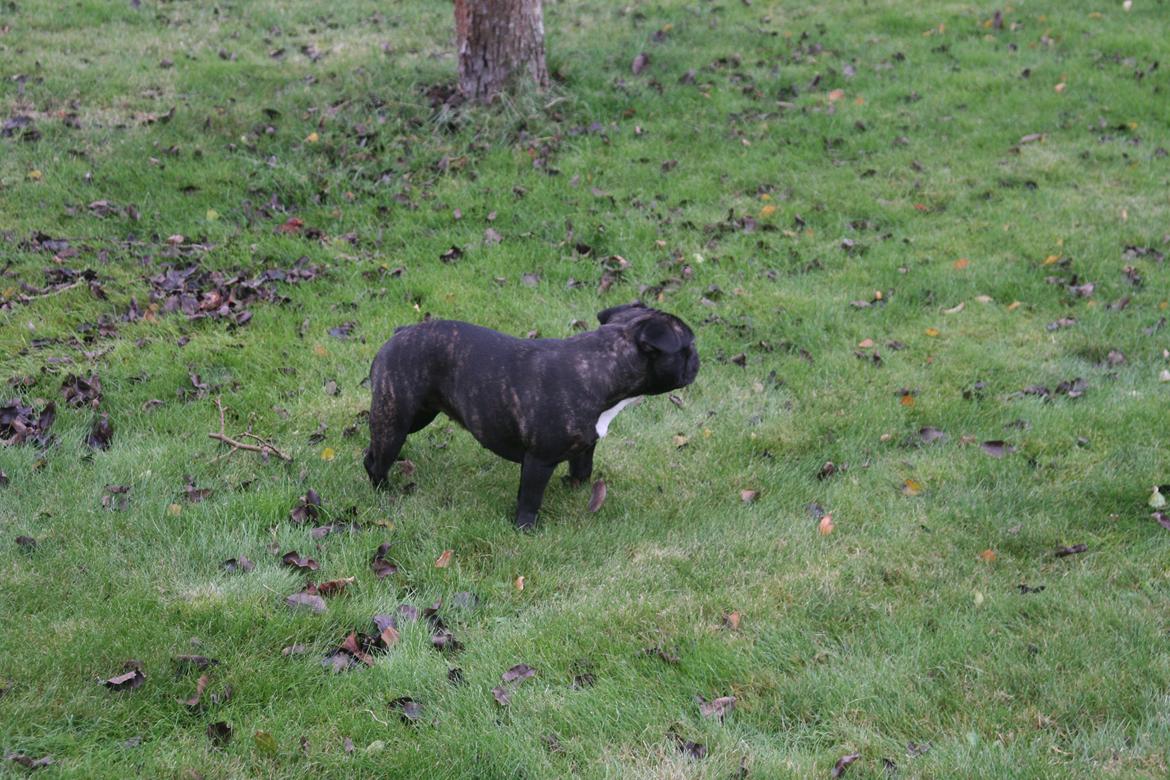 Fransk bulldog Lilly billede 6