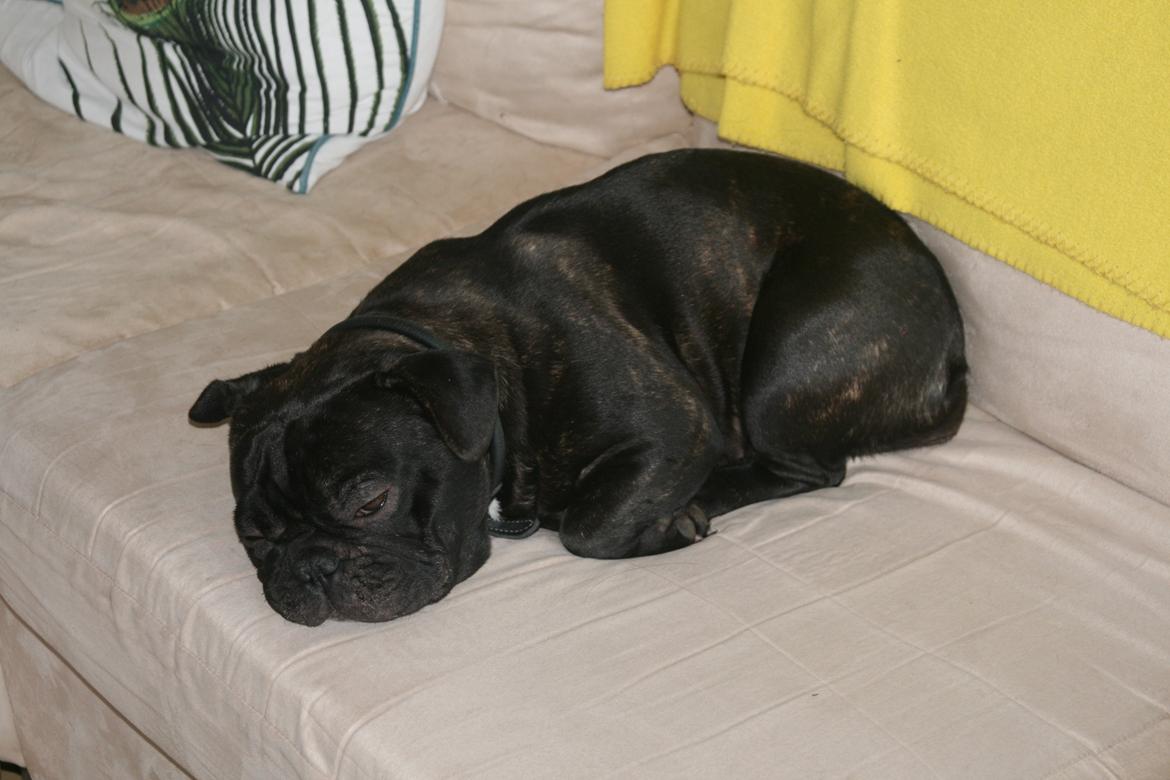 Fransk bulldog Lilly billede 7