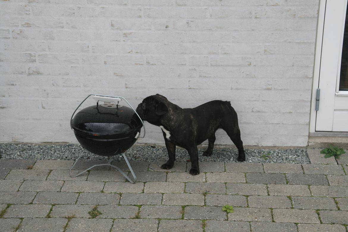 Fransk bulldog Lilly - mums den lugter jo ad mad!! billede 8