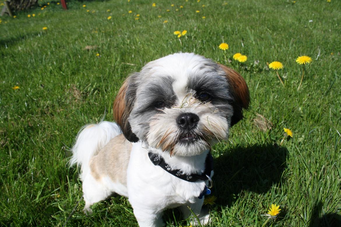 Shih tzu bobby billede 13