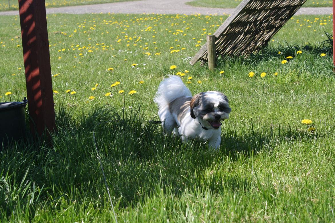 Shih tzu bobby billede 14