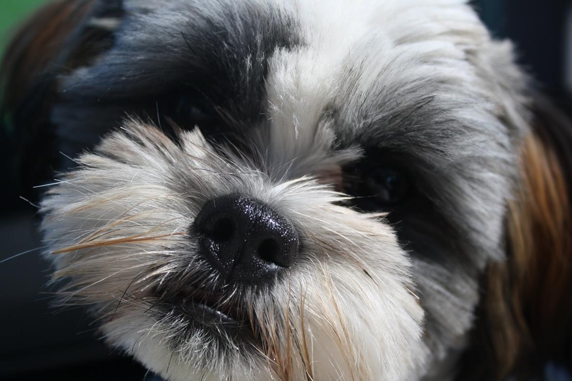 Shih tzu bobby billede 15