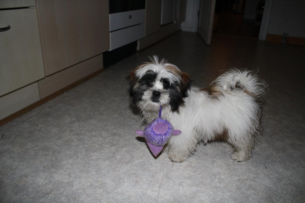 Shih tzu bobby billede 16