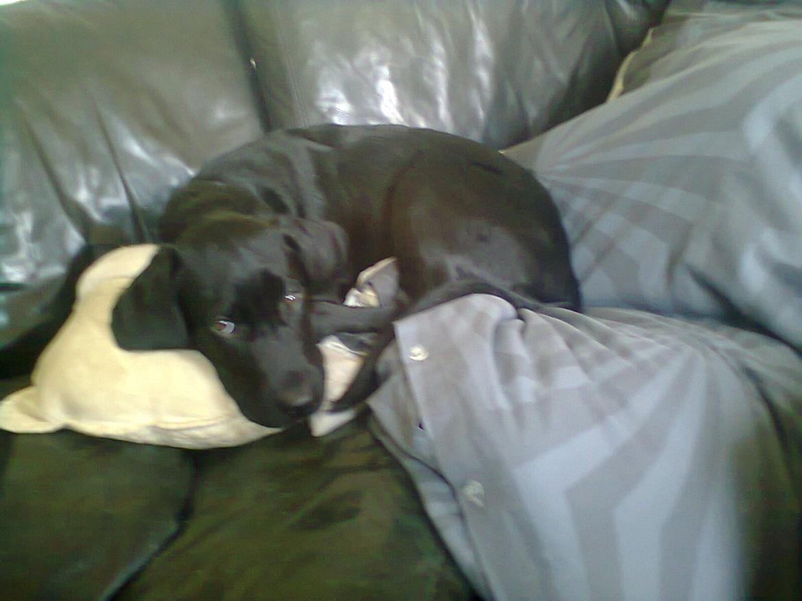 Blanding af racer Kenzo billede 14