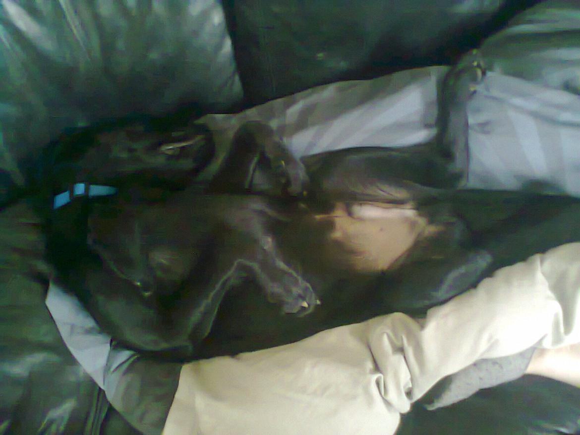 Blanding af racer Kenzo billede 15