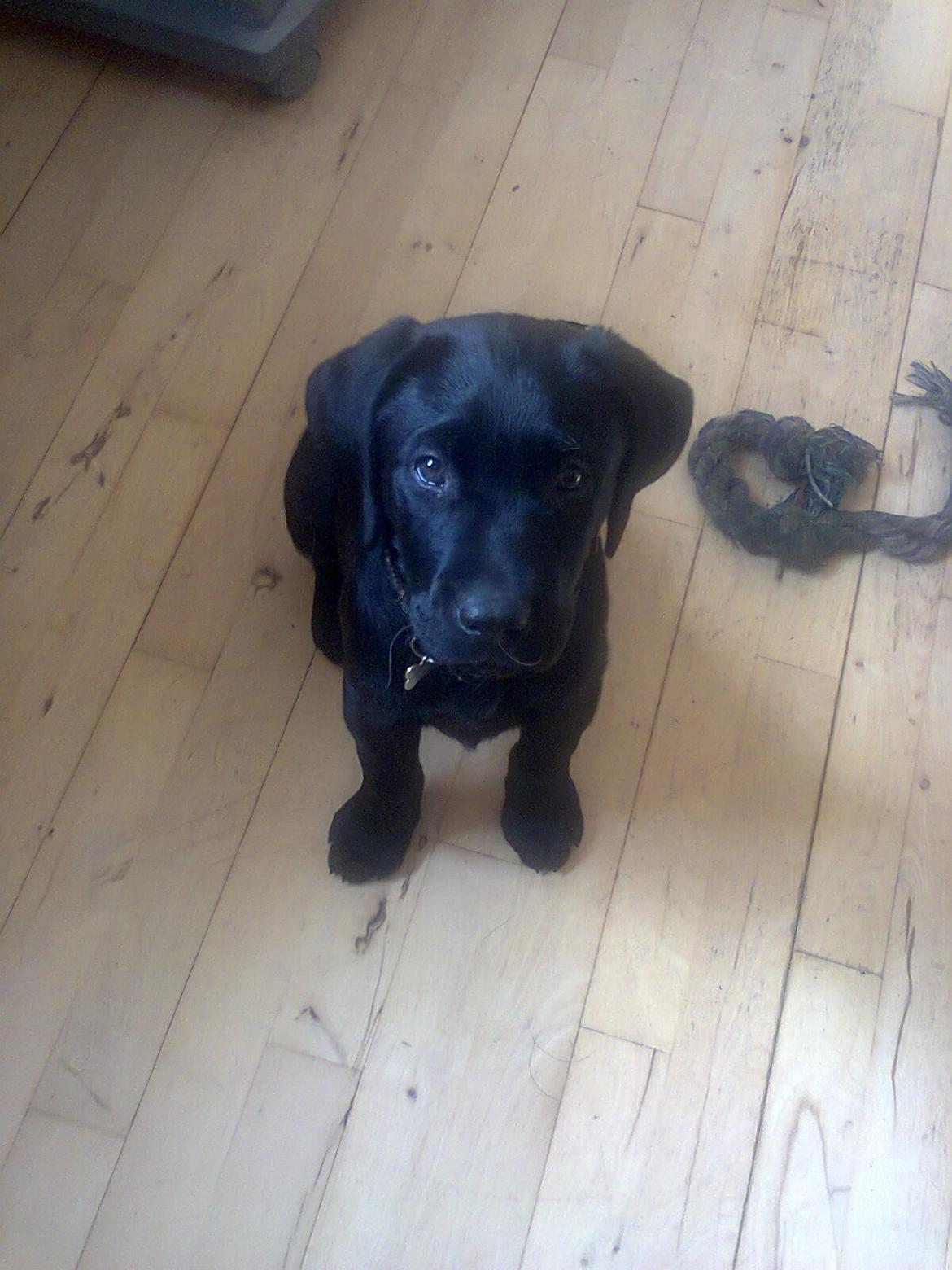 Blanding af racer Kenzo billede 16