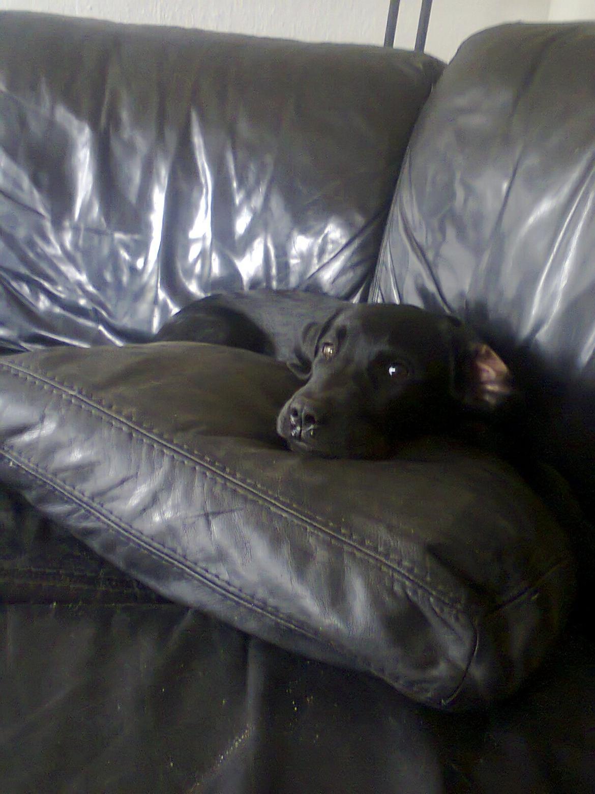 Blanding af racer Kenzo billede 17