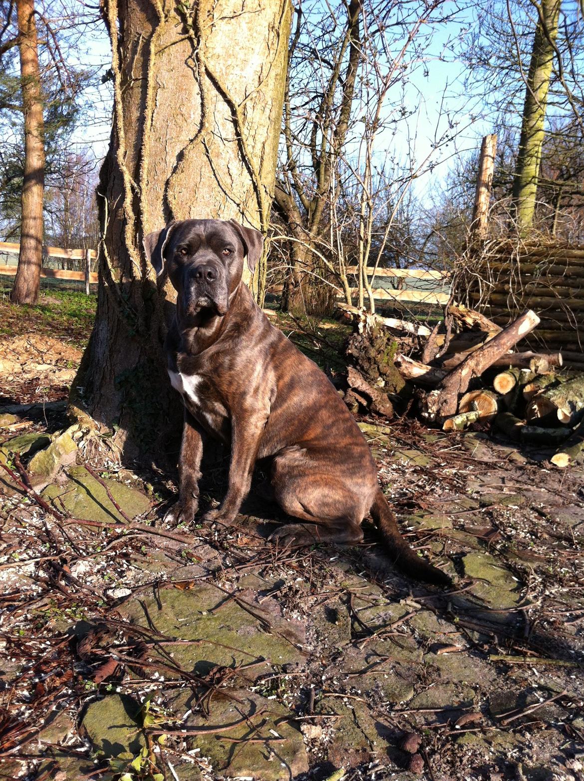 Cane corso ENZO billede 1