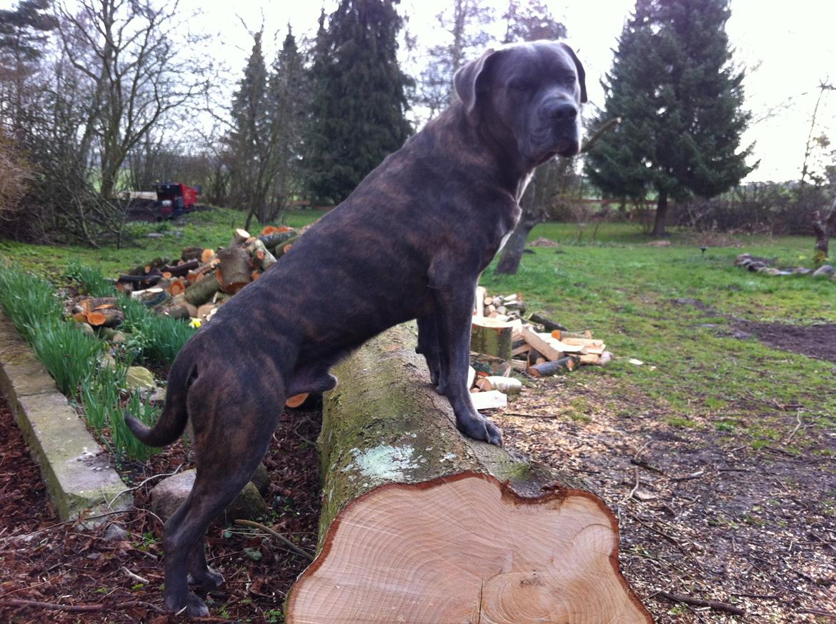 Cane corso ENZO billede 5