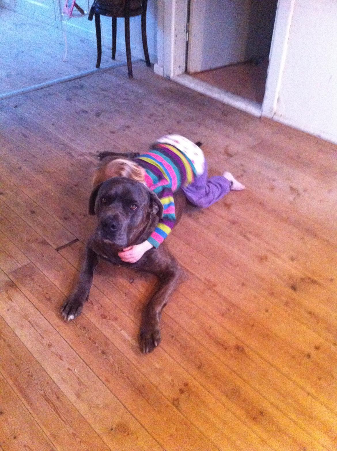 Cane corso ENZO billede 4