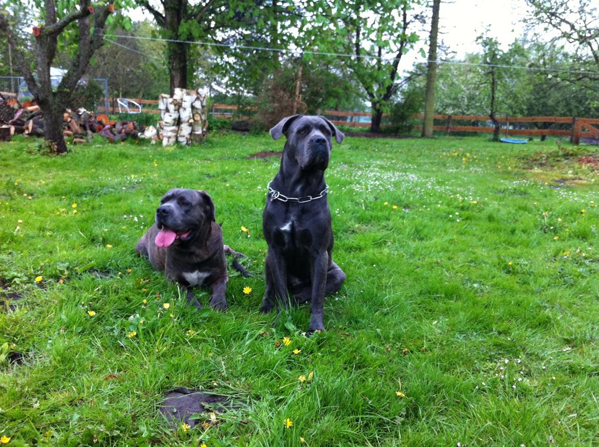 Cane corso ENZO billede 2