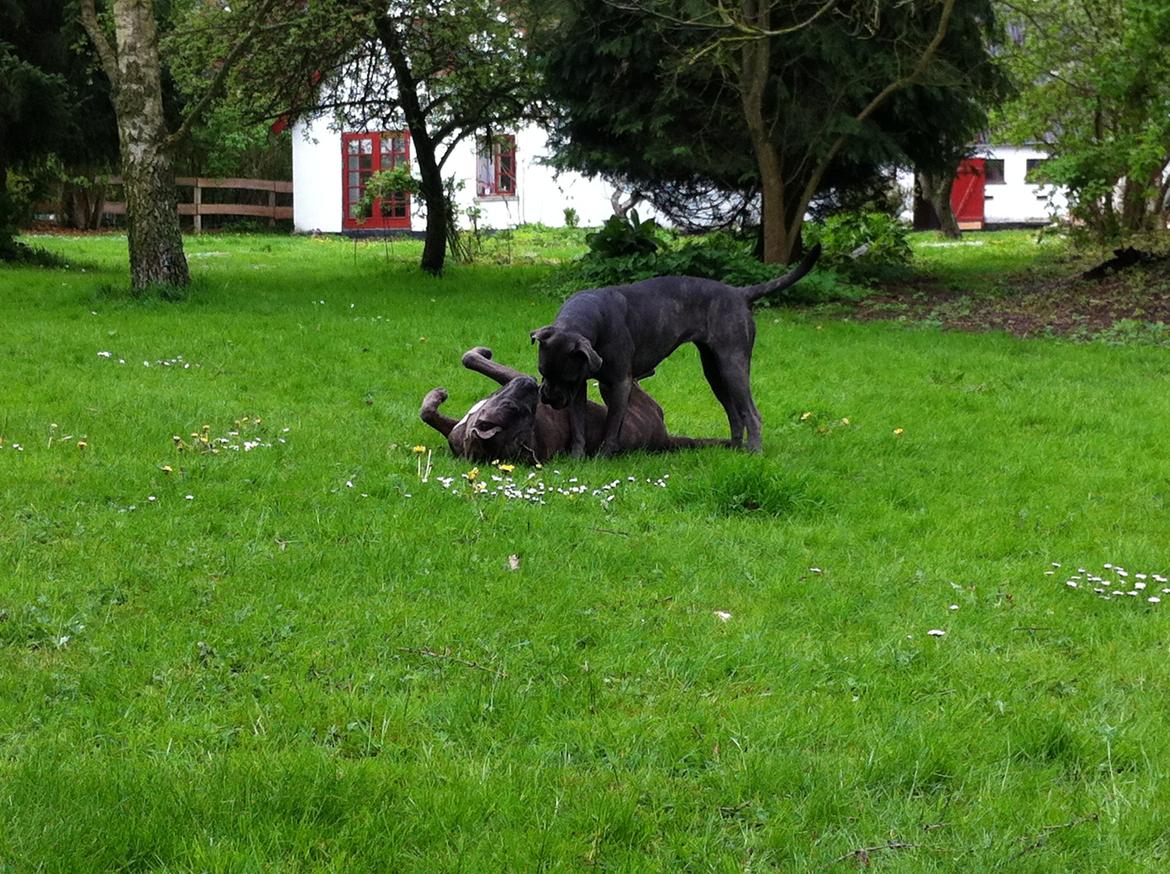 Cane corso ENZO billede 3