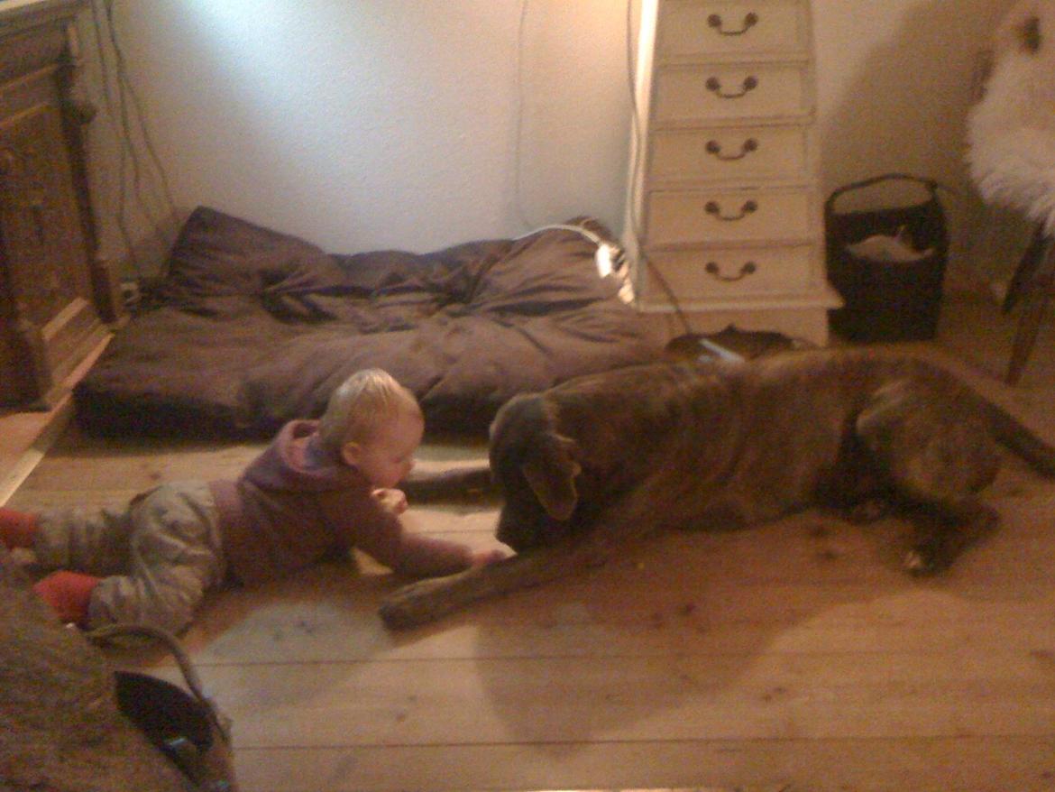 Cane corso ENZO billede 7