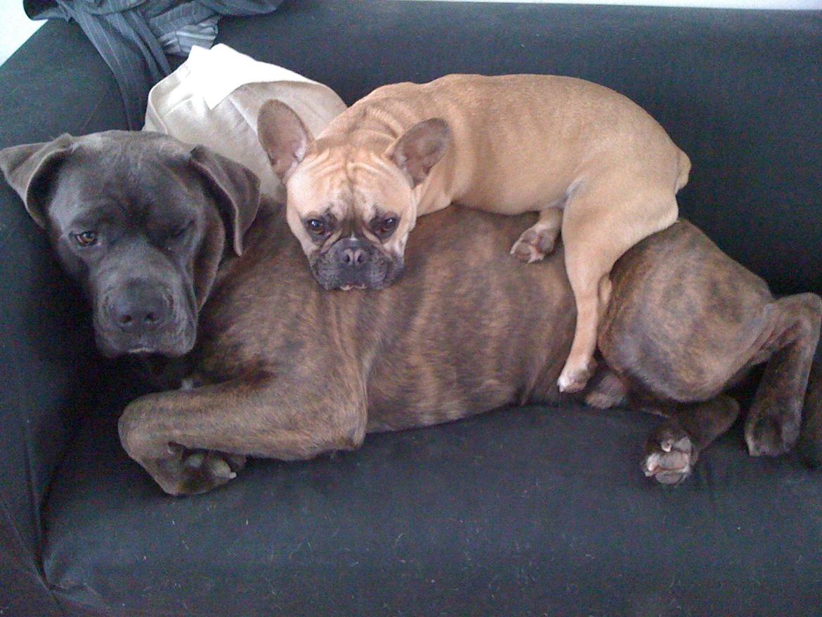 Cane corso ENZO billede 9