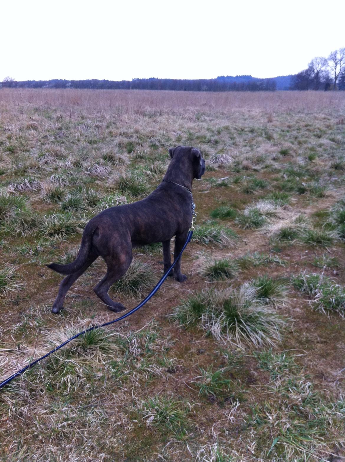 Cane corso ENZO billede 8