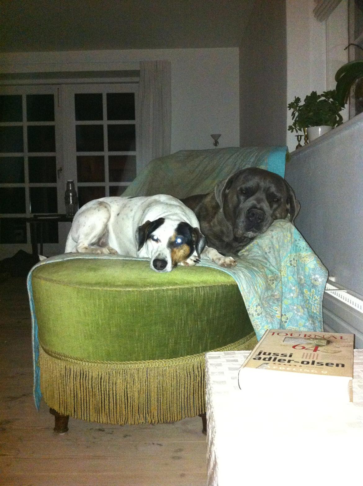 Cane corso ENZO billede 10