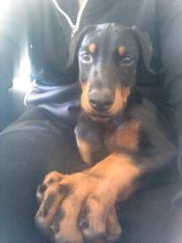 Dobermann Izrafel Napoleon Nacholious billede 13