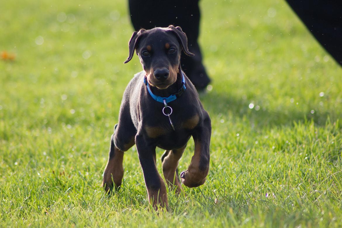 Dobermann Izrafel Napoleon Nacholious - 10 uger.. 3 dag hjemme.  billede 10