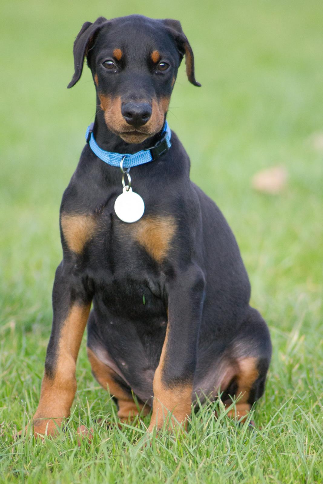 Dobermann Izrafel Napoleon Nacholious billede 11