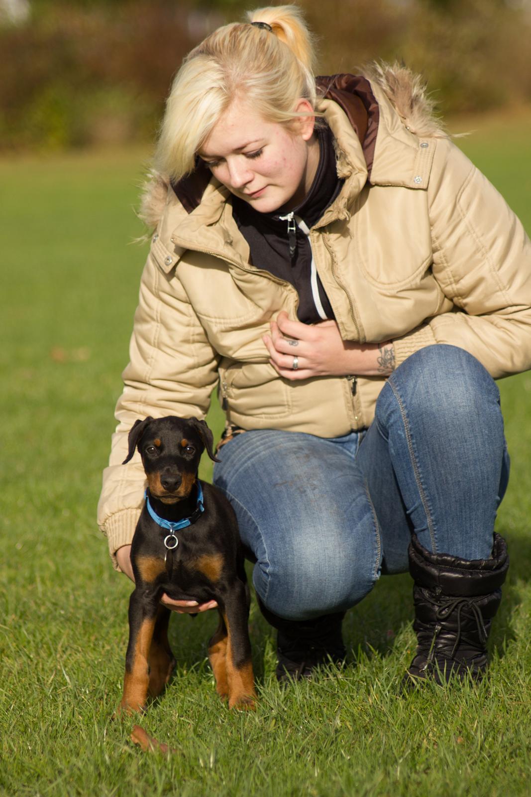 Dobermann Izrafel Napoleon Nacholious billede 12