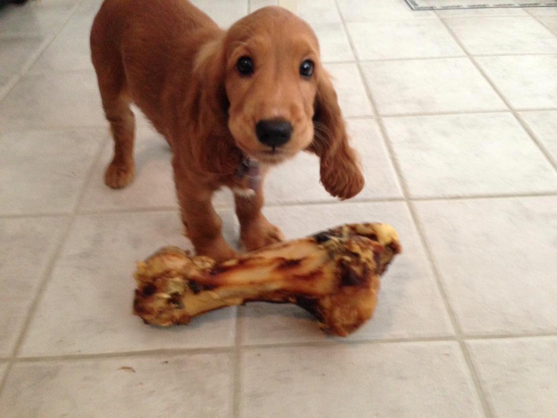 Cocker spaniel Kaylee billede 20