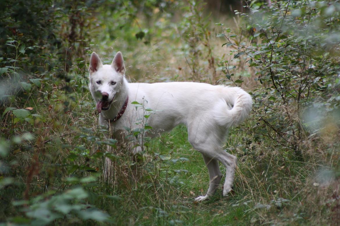 Siberian husky Luka R.I.P  billede 5